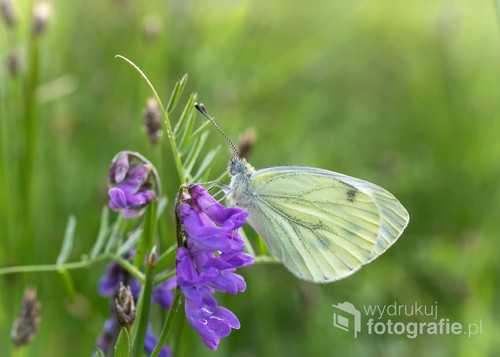 Zdjęcie motyla zostało zrobione w Biebrzańskim Parku Narodowym po deszczu.