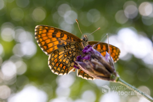 Zdjęcie pięknego kolorowego motyla zrobione pod światło. 