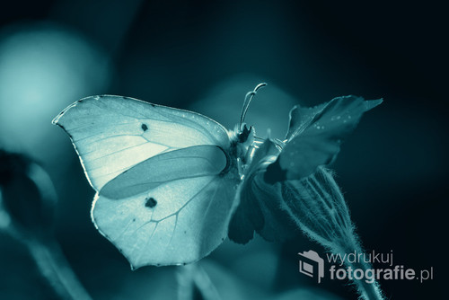 Piękny motyl Latolistek cytrynek. Przedstawiony w odcieniach turkusu. 