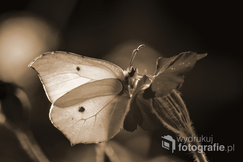 Piękny motyl Latolistek cytrynek. Przedstawiony w odcieniach sepii. 1 z 3 kolorów z serii. Bardzo interesująco wyglądają wydrukowane i powieszone wszystkie zdjęcia razem.