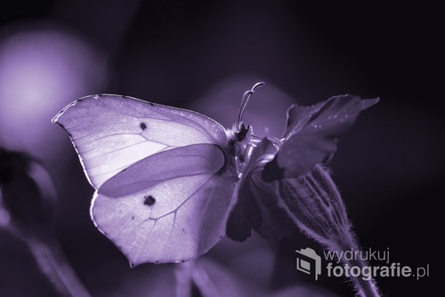 Piękny motyl Latolistek cytrynek. Przedstawiony w odcieniach fiolet. 1 z 3 kolorów z serii. Bardzo interesująco wyglądają wydrukowane i powieszone wszystkie zdjęcia razem.