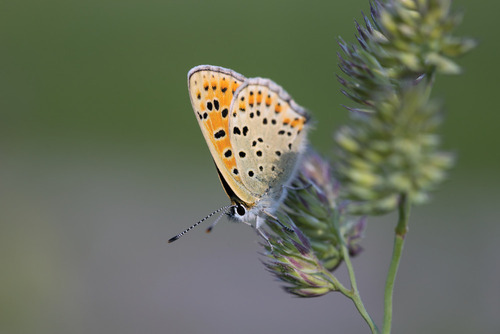 Zdjęcie motyla zrobione na leśnej łące. Jest to motyl z rodziny modraszkowatych.