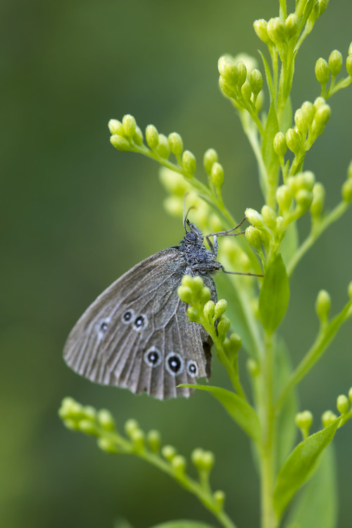 Przestrojnik trawnik (Aphantopus hyperantus). Zdjęcie motyla zrobione na leśnej łące.