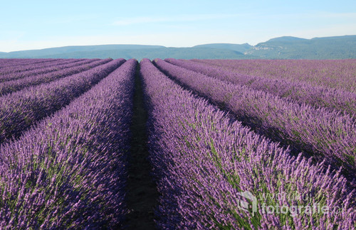  Fotografia została wykonana w Prowansji, we Francji. Przedstawia piękne, fioletowe, lawendowe pole, łąkę, nad którą unosił się przepiękny zapach lawendy. Wykonana została techniką cyfrową, z ustawieniami manualnymi.              
