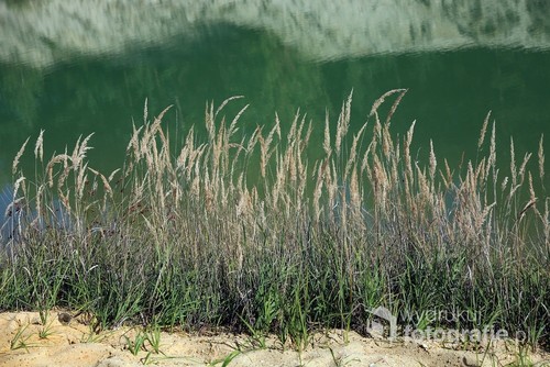 trawy nad wodą 