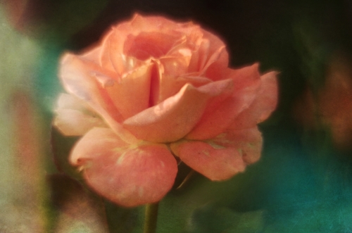 Obraz z różą