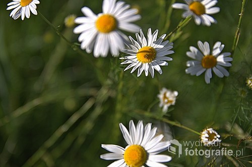 Zdjęcie zrobione na łące pełnej polnych kwiatów. jeździłam w poszukiwaniu makowego pola ale przy okazji powstało kilka zdjęć rumianków