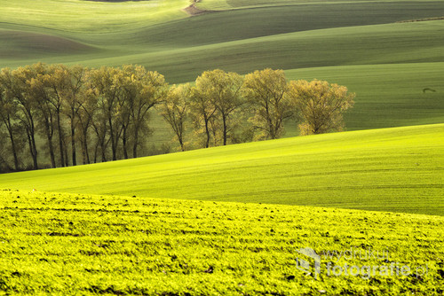 Zdjęcie wykonane podczas wyjazdu z grupą fotografów na Czeskie Morawy. Jesienne kolory winnic przyciągają wzrok nie jednego turysty. piękna kraina Wina.