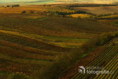 Zdjęcie wykonane podczas wyjazdu z grupą fotografów na Czeskie Morawy. Jesienne kolory winnic przyciągają wzrok nie jednego turysty. piękna kraina Wina.