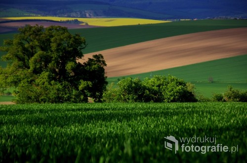 Zdjęcie wykonane podczas wyjazdu z grupą fotografów na Czeskie Morawy. Tym razem wyjazd wiosenny w maju a nie jesienny jak niektóre  zdjęcia.  Piękne soczyste zielono-żółte pola. 