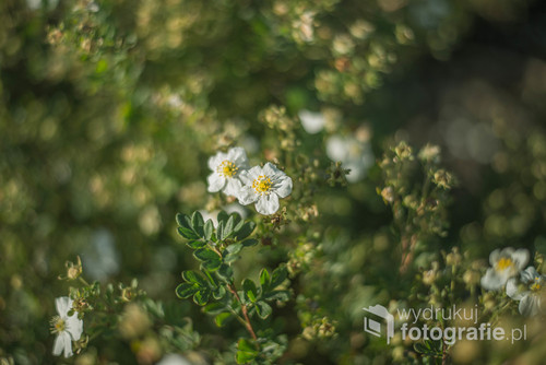 Bokehowe kwiatki przy użyciu Nikkor 50mm 1.8