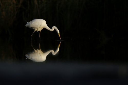 Zdjęcie przedstawia brodzacą w wodzie czaplę białą. Ptak został sfotografowany wcześnie rano. Spokojna woda dała piękne i wyraźne odbicie.