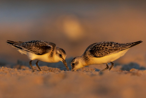 Ptaki siewkowe piaskowce, żerujące w piasku na plaży przed zachodem słońca.