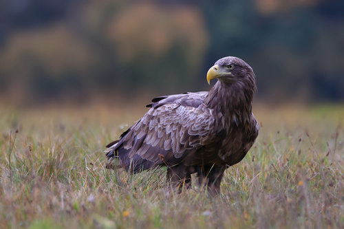Bielik to największy w Polsce ptak drapieżny. Zwany jest on także orłem bielikiem.