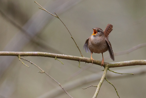 Strzyżyk, to jeden z naszych najmniejszych ptaków. Zdjęcie przedstawia śpiewającego strzyżyka na gałęzi.