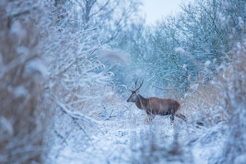 Zdjęcie zostało wykonane w mroźny zimowy poranek. Byk jelenia wracał z nocnego żerowiska do swojej ostoi w trzcinowisku.