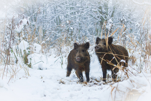 Na zdjęciu dwa młode dziki poszukujące pokarmu pod śniegiem.