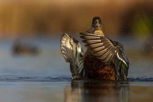 Samiec kaczki płaskonosa otrzepujący skrzydła z kropel wody po kąpieli w stawie.