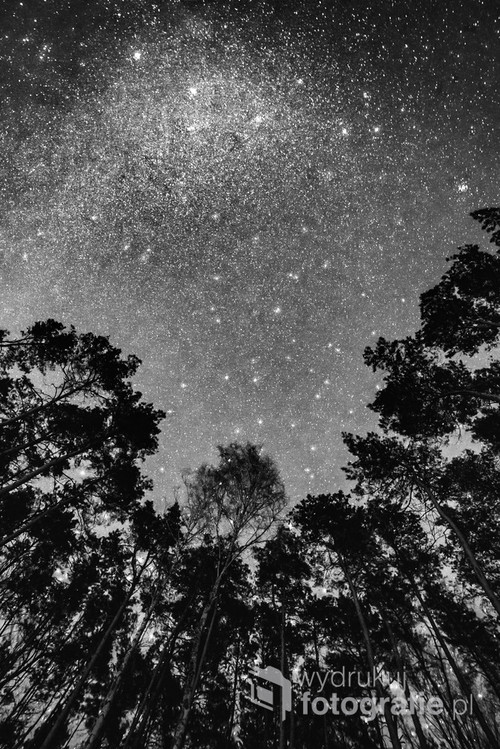 Czarno-biała fotografia nieba nad lasem. Zdjęcie monochromatyczne pozwala wydobyć więcej szczegółów ze świateł i cieni, co umożliwia stworzenie nieco odrealnionych, ale efektownych obrazów.
W centralnej części zdjęcia, zza korony środkowego drzewa wyłania się gwiazdozbiór Wielkiego Wozu.
Zdjęcie zostało wykonane w Lubochni k. Gniezna, 1. kwietnia 2019 roku o godzinie 22:07.