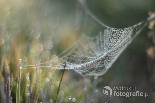 Zdjęcie zostało wykonane lustrzanką cyfrową Canon EOS 800D z dołączonym manualnym obiektywem Oreston 50mm 1.8. 
To był wiosenny rześki poranek. W trawie 
i na pajęczynach  błyszczały krople rosy. Jedna z nich wyglądała jak bajkowy hamak, pająk bardzo się napracował ;)