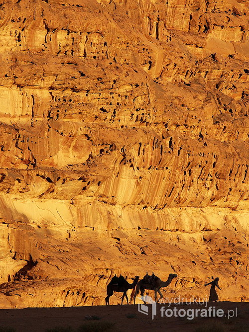 Wśród skał pustyni Wadi Rum wędrowiec z dwoma wielbłądami.