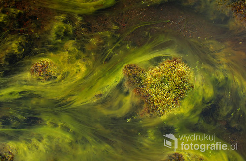 Życie powstało w wodzie. W islandzkim strumieniu roślinność zaplata się w warkocze.