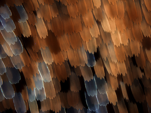 Fotografia mikroskopowa powierzchni skrzydła motyla.