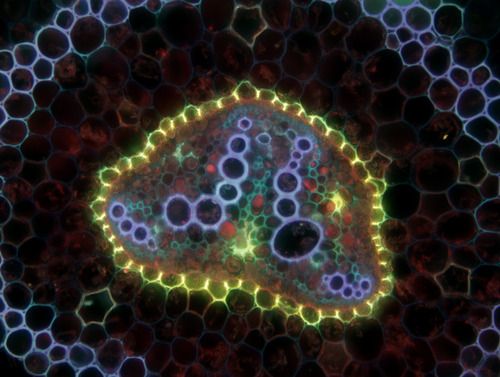 Mikroskopowy obraz układu tkanek i komórek w ogonku liścia paproci