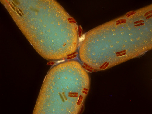 Mikroskopowy obraz jednokomórkowych i nitkowatych glonów.