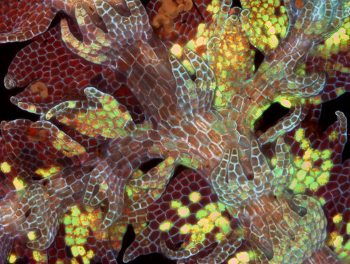 Fotografia mikroskopowa fragmentu ulistnionej łodyżki rośliny zarodnikowej powiększona 125 razy.
