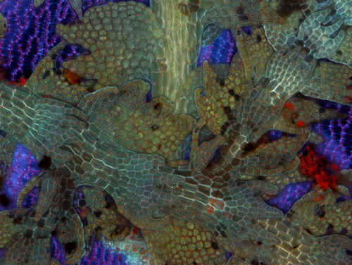 Fotografia mikroskopowa fragmentu ulistnionej łodyżki rośliny zarodnikowej powiększona 125 razy.