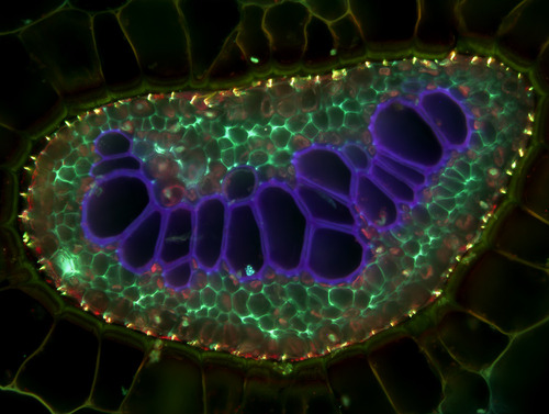 Komórki wiązki przewodzącej w liściu paproci w powiększeniu mikroskopowym.