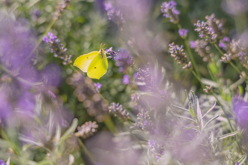 Piękny motyl Latolistek Cytrynek na kwiatach lawendy, którego nazwa wzięła się stąd że można wyczuć lekko cytrynowy zapach jego skrzydeł. Zdjęcie wykonane w Ogrodzie Botanicznym w Poznaniu