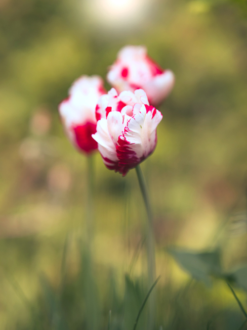 Biało - czerwone tulipany.