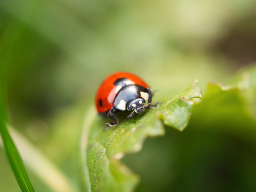 Biedronka/ Ladybug