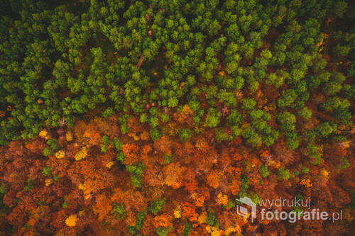 Leśny, jesienny gradient. Polska.