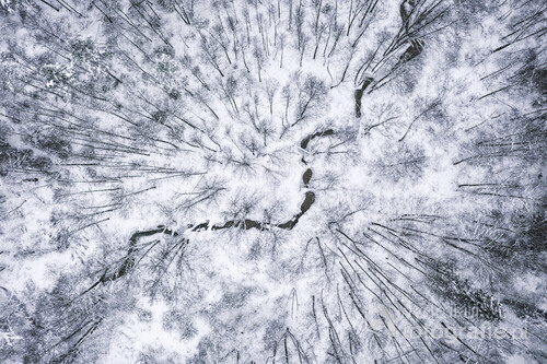 Zimowy obrazek z zawierciańskiego lasu.