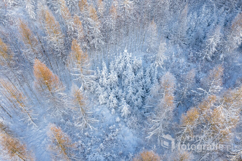 Bajkowy zagajnik w zimowym lesie.