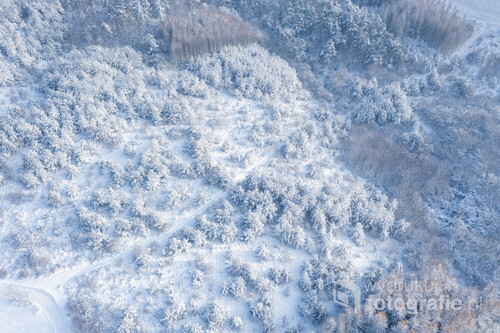 Zimowy, leśny krajobraz.