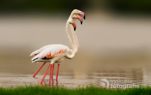Three flamingos stand in harmony and harmony in one of the national reserves in Dhofar, Sultanate of Oman
------------------------
These photos won a prize in a contest ArabPx.com
Featured image
