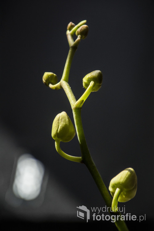 Rozwijająca się orchidea - storczyk brzmi zbyt banalnie.
Makrofotografia.