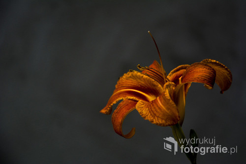 Muśnięty słońcem kwiat liliowca.
Makrofotografia ogrodowa.