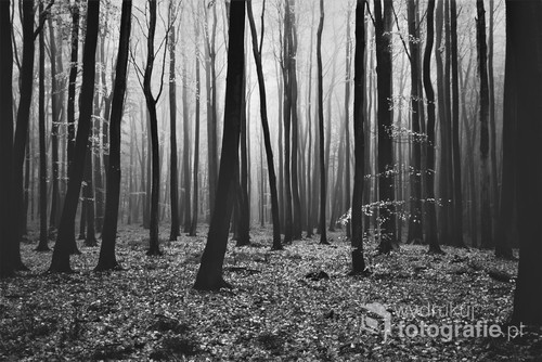 Zdjęcie przedstawia mglisty las w Trójmiejskim Parku Krajobrazowym.   