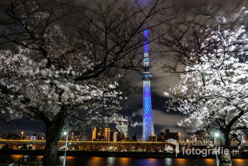 Sezon kwitnienia wiśni, wiatr miesza gałęziami. W tle SkyTree, najwyższa budowla w Tokio. 

Wiśnia nocą ma po japońsku specjalną nazwę - yozakura. 夜桜. 