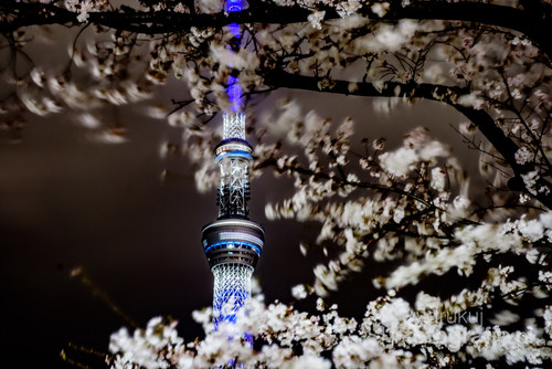 Kwiaty wiśni mają specjalne znaczenie dla Japończyków. Sezon kwitnienia jest magiczny. 

Szczególnie wiśnie nocą potrafią dotknąć bardzo niezwykłych strun w duszy człowieka. Mają nawet specjalną nazwę - yozakura - 夜桜.

Zdjęcie przedstawia kwiaty wiśni na tle Sky Tree, najwyższej budowli w Tokio.