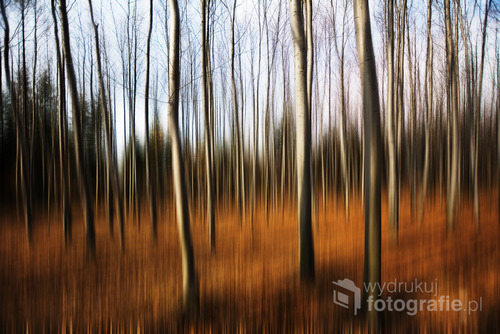 Fotografia wykonana w buczynowym lesie na wzgórzu Czubatka w Kluczach (gm. Klucze, pow. olkuski)