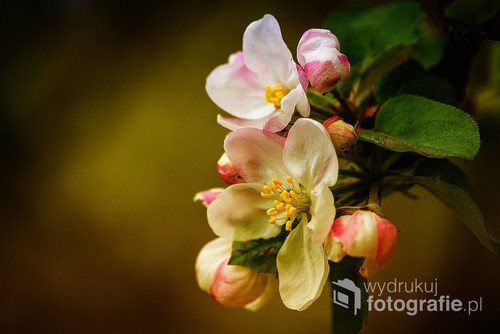Kwiaty jabłoni sfotografowane wiosenną porą.