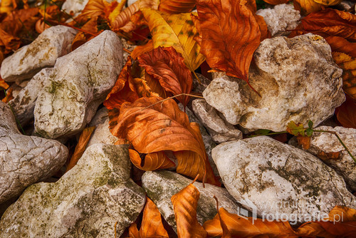 Jesienne liście spoczywające na kamieniach.