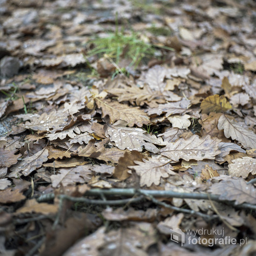 Lasy Puszczy Kozienickiej. Liście już dawno ułożone przez gęsto padające deszcze ciepło okrywają leśną drogę, którą przemierzam. Zdjęcie wykonane aparatem analogowym Yashica Mat 124G, na profesjonalnym filmie Kodak New Portra 160. Puszcza Kozienicka, listopad 2016.
