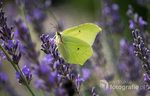 Zdjęcie zrobione na działce. Fotografia przedstawia motyla delektującego się pięknym aromatem lawendy.